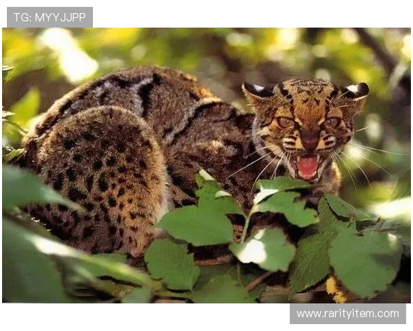 喵不可言的传奇：靴猫外传，一场不容错过的冒险之旅